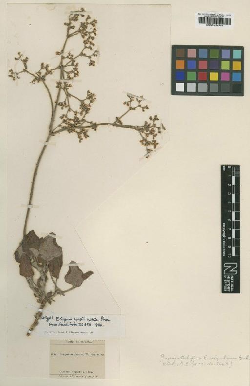 Eriogonum jonesii S.Watson - BM001024566