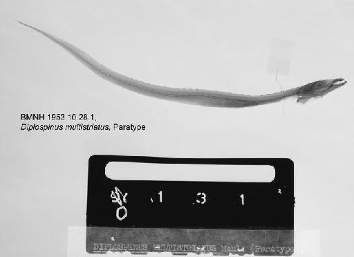 Diplospinus multistriatus Maul, 1948 - BMNH 1953.10.28.1, PARATYPE, Diplospinus multistriatus Radiograph