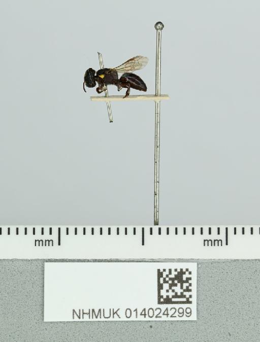 Hylaeus amatus Cockerell, 1909 - 014024299__-