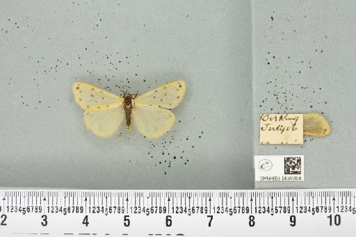 Setina irrorella (Linnaeus, 1758) - BMNHE_1659958_258697