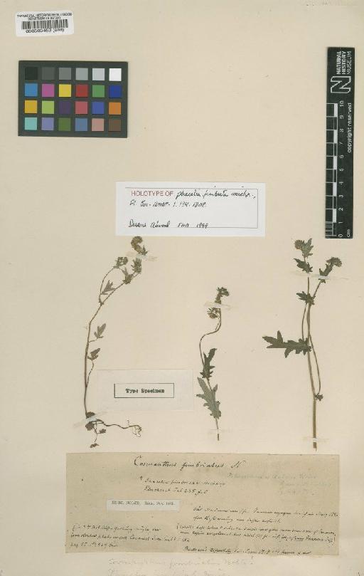 Phacelia purshii Buckley - BM000503452