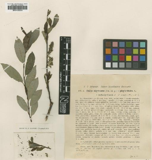 Salix nigricans Sm. - BM001066902