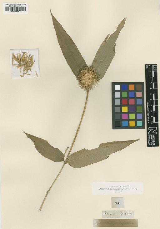 Cephalostachyum capitatum Munro - BM000959277