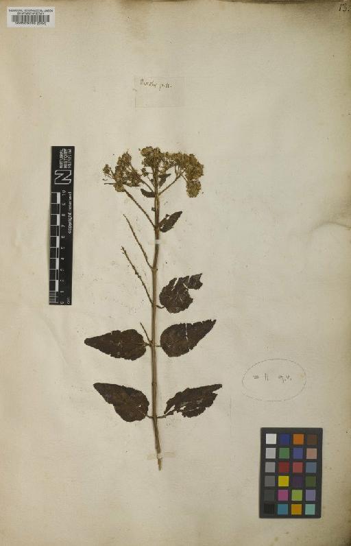 Eupatorium villosum Sw. - BM000589018