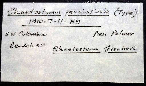 Chaetostomus paucispinis Regan, 1912 - 1910.7.11.119; Chaetostomus paucispinis; image of jar label; ACSI project image