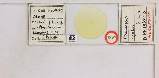 Planococcus epulus De Lotto, 1964 - 010166530__