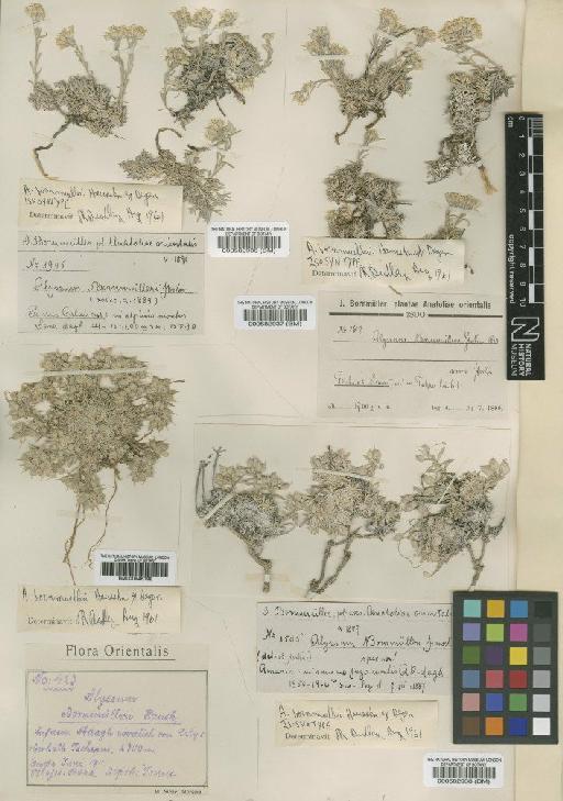 Alyssum bornmuelleri Hausskn. & Degen - BM000582937