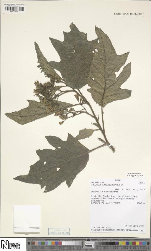 Solanum saponaceum Dunal - BM001120205