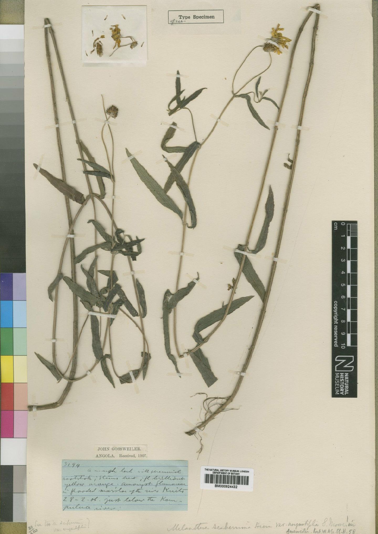To NHMUK collection (Melanthera scandens subsp. madagascariensis (Baker) Wild; Syntype; NHMUK:ecatalogue:4529460)