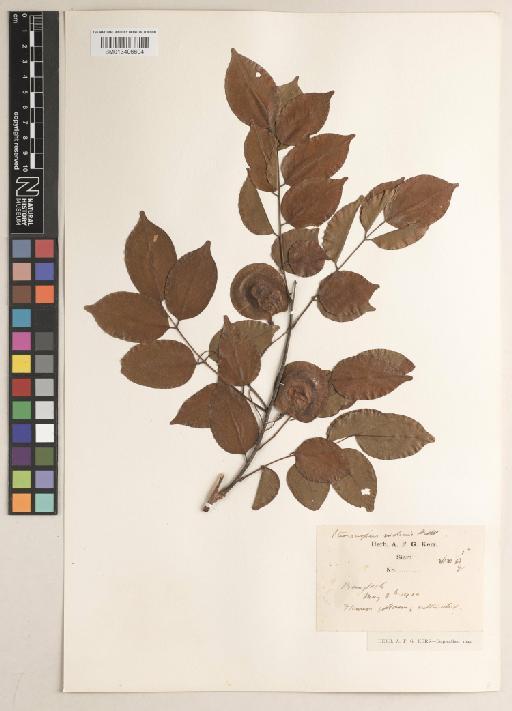 Pterocarpus indicus Willd. - BM013406604