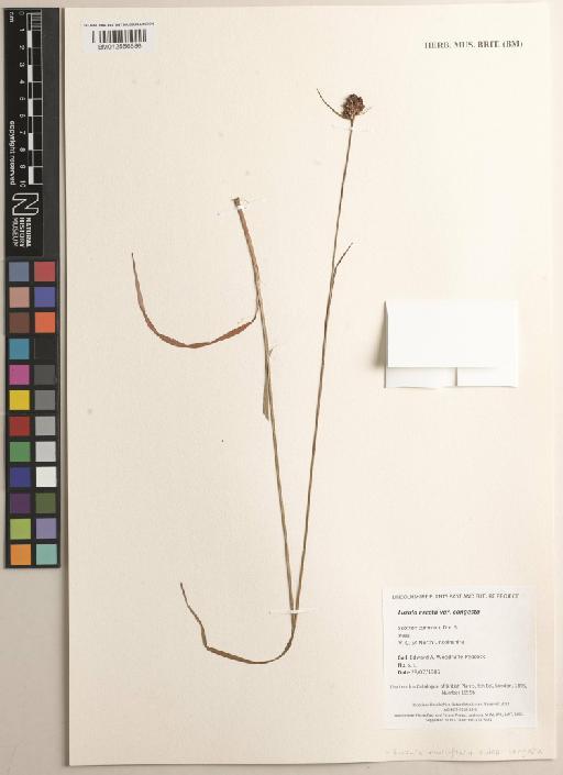 Luzula multiflora subsp. congesta (Thuill.) Arcang. - 012556686