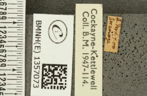 Thymelicus acteon ab. virescens Tutt, 1906 - BMNHE_1357073_label_157218