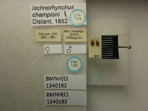 Ischnorhynchus championi Distant, 1882 - Ischnorhynchus championi-BMNH(E)1340182-Syntype female dorsal & labels