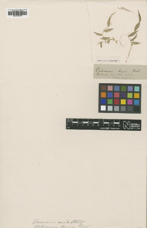 Oplismenus tenuis J.Presl - BM000938671