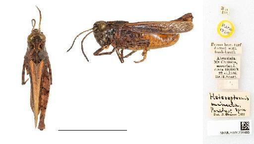Heteropternis minuta Uvarov, 1934 - NHMUK010208486_Heteropternis minuta_PT