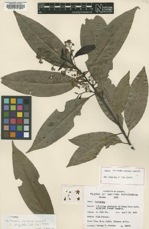 Nectandra salicifolia (Kunth) Nees - BM000542718