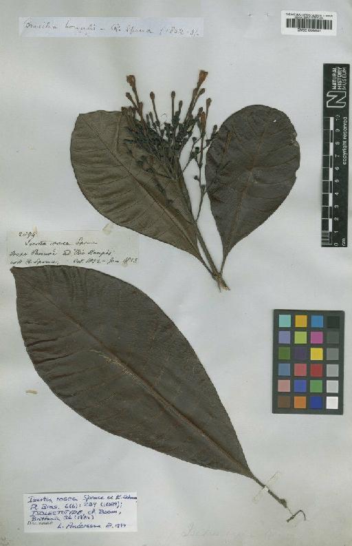 Isertia rosea Spruce ex K.Schum. - BM001008841