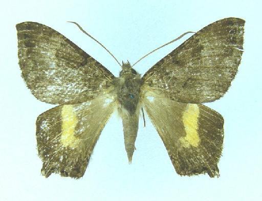 Homidiana monotona (Hampson, 1918) - Homidiana monotona