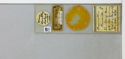 Brunettia bironiae Eaton - 015412635_299638_1328566_7900975_NoStatus