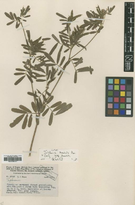 Tephrosia maculata Merr. & L.M.Perry - BM000997297