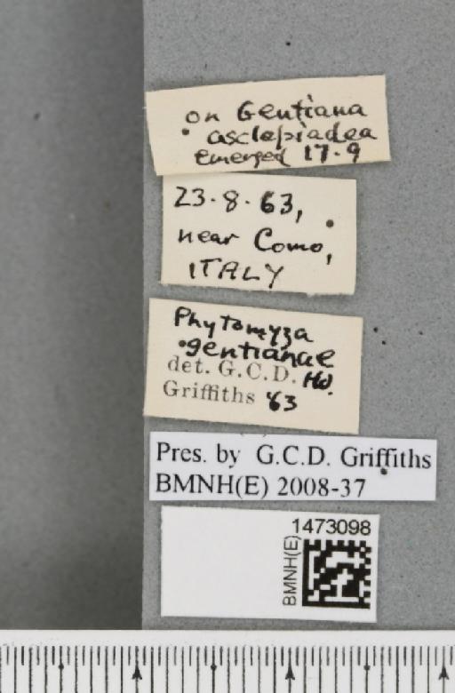 Chromatomyia gentianae (Hendel, 1920) - BMNHE_1473098_label_48372