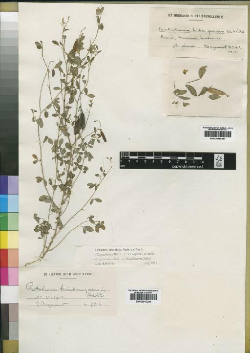 Crotalaria deserticola - BM000843396