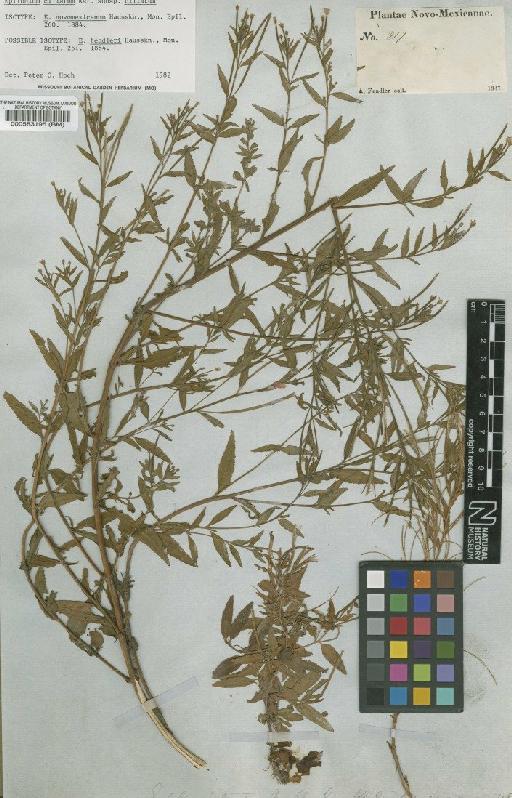 Epilobium ciliatum subsp. ciliatum Raf. - BM000583195