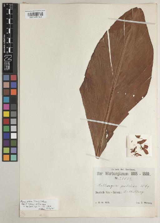 Alpinia pulchra (Warb.) K.Schum. - BM014605304