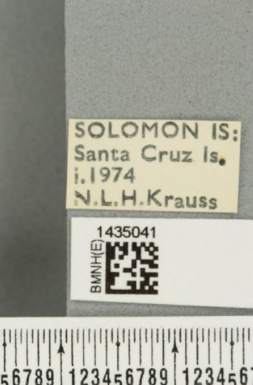 Bactrocera (Bactrocera) simulata (Malloch, 1939) - BMNHE_1435041_label_28502