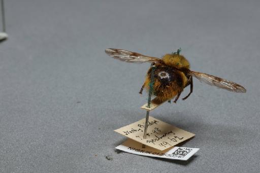 Volucella bombylans (Linnaeus, 1758) - 012530540_additional_1