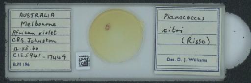 Planococcus citri Risso, 1813 - 010150471_117588_1101300
