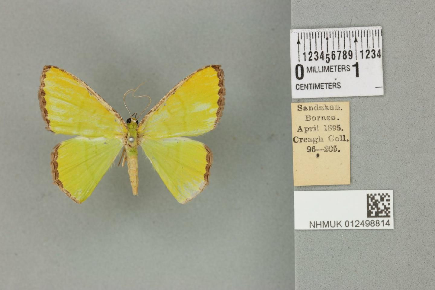 Ornithospila cincta