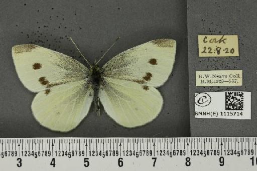 Pieris rapae rapae (Linnaeus, 1758) - BMNHE_1115714_70679