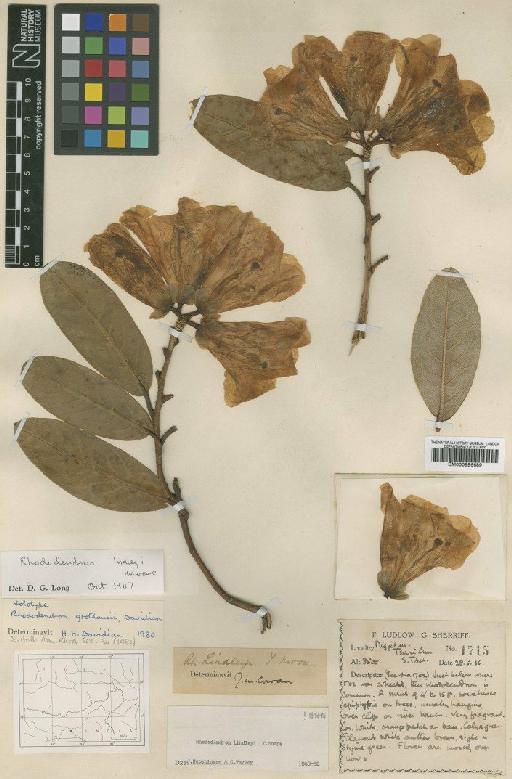 Rhododendron grothausii Davidian - BM000996689