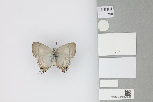 Hypolycaena phorbas purpura Tennent, 2016 - 013376697_Hypolycaena_phorbas_purpura_Tennent_2016_PT_1