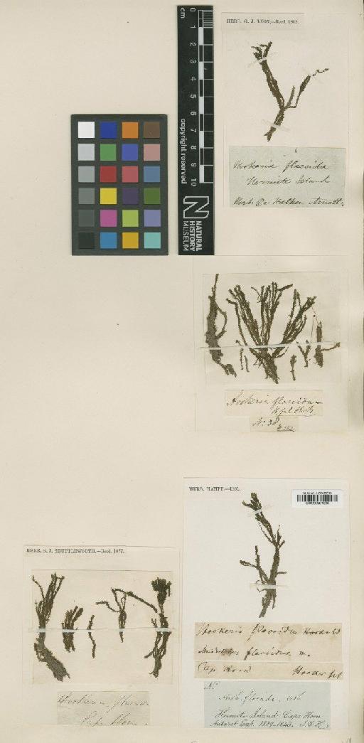 Distichophyllum flaccidum (Hook.f. & Wilson) Mitt. - BM000961826_a