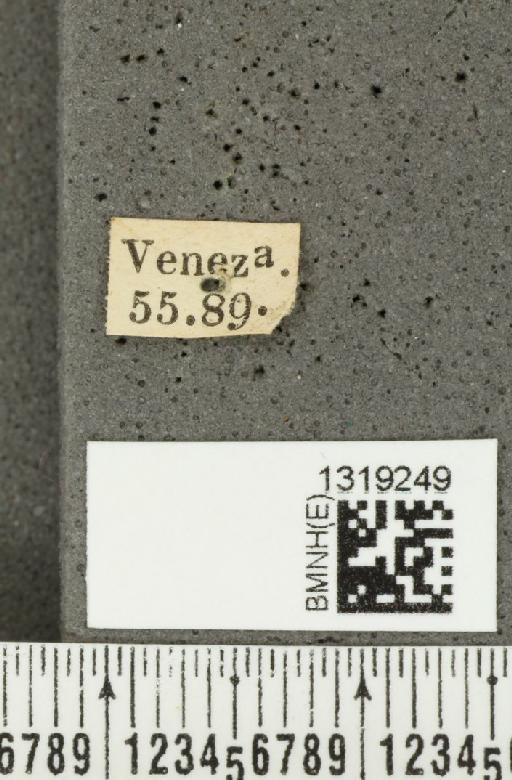 Diabrotica gratiosa Baly, 1886 - BMNHE_1319249_label_17815