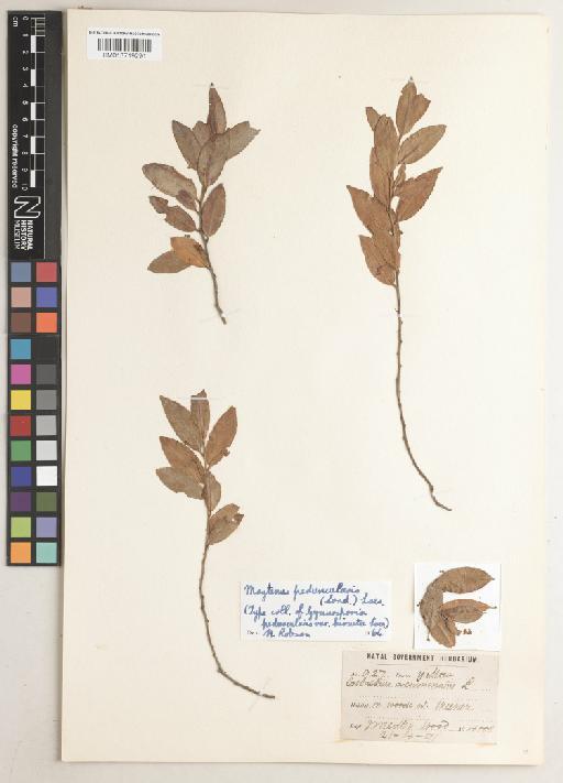 Maytenus peduncularis (Sond.) Loes. - BM013719291