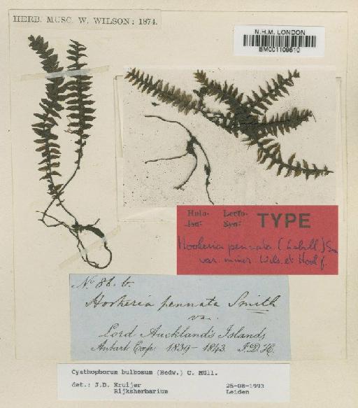 Cyathophorum bulbosum (Hedw.) Müll.Hal. - BM001109510