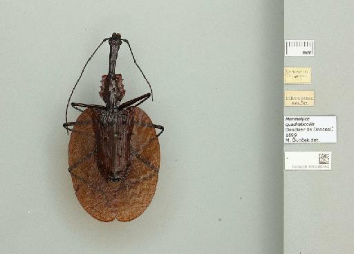Mormolyce quadraticollis Donckier, 1899 - 010789859_769902_945168