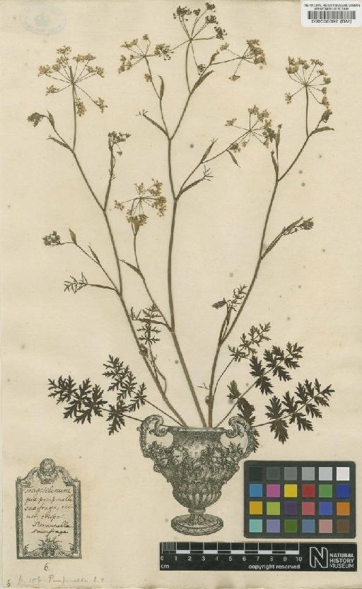 Pimpinella saxifraga L. - BM000558392