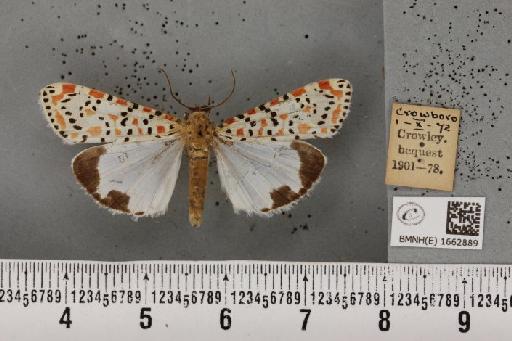 Utetheisa pulchella (Linnaeus, 1758) - BMNHE_1662889_283384