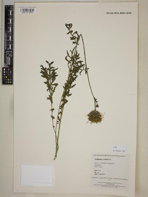 Centaurea scabiosa L. - BM013414929