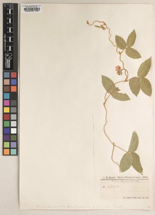 Vigna longifolia (Benth.) Verdc. - BM000538462