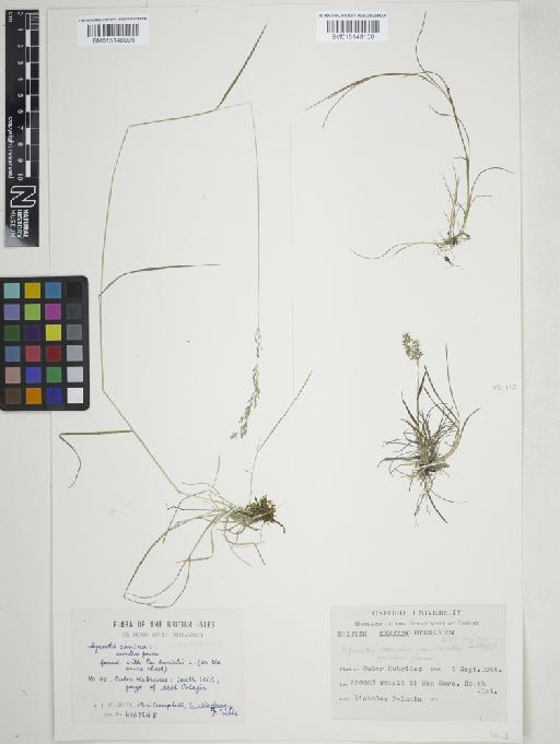 Agrostis vinealis Schreb. - 015148099