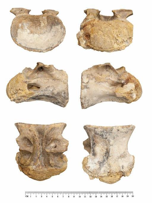 Sigilmassasaurus brevicollis Russell, 1996 - Sigilmassasaurus NHMUK R36637