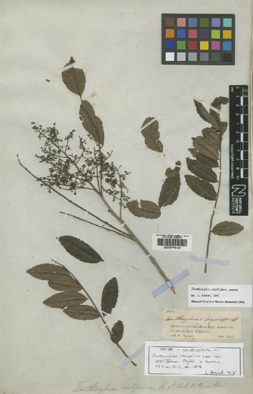 Zanthoxylum rhoifolium Lam. - BM000798345