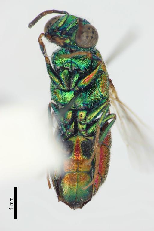 Chrysis parvidentata Linsenmaier, 1999 - Chrysis_parvidentata-BMNH(E)#970882_type-ventral-2X