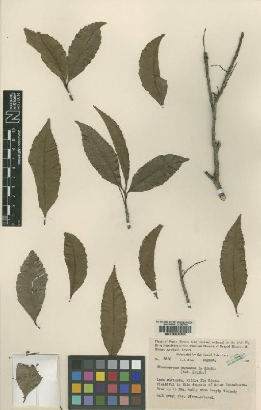 Elaeocarpus arnhemicus F.Muell. - BM000630865