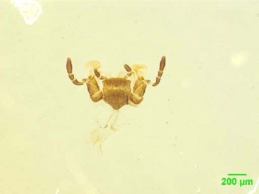 Onthophilus ostreatus Lewis, 1879 - 010189754___11